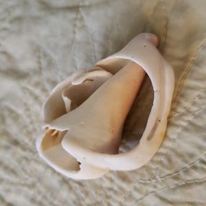 Sea shell